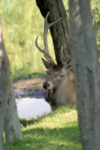 Cervo che si riposa vicino a un lago circondato da alberi
