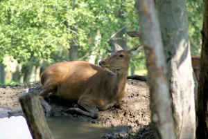 Cervo nel suo habitat naturale Cervo sdraiato su un terreno melmoso con alberi verdi sullo sfondo