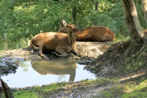 Due cervi che riposano vicino a un ristagno d'acqua in un ambiente boschivo