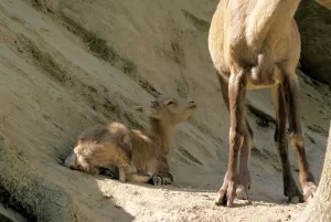 Capretto e adulto nella natura Un capretto che riposa accanto a un adulto in un ambiente naturale sereno