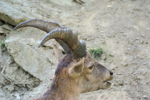 Capra montana in primo piano Ritratto di una capra montana con corna prominenti su sfondo naturale