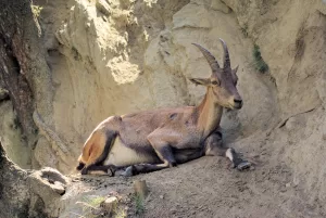 Capra dorata che riposa su un terreno roccioso in un ambiente naturale