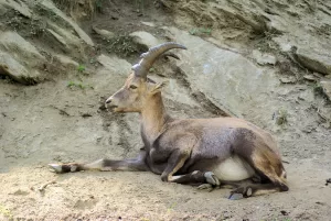 Un ibex adulto sdraiato su un terreno roccioso in un ambiente naturale