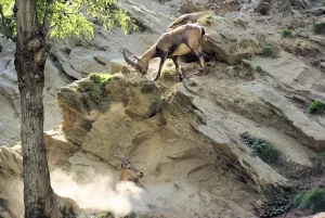 Tre stambecchi alpini che si muovono su una parete rocciosa ripida, uno in cima, uno al centro in discesa e uno in basso parzialmente nascosto dalla polvere, con un albero sul lato sinistro.