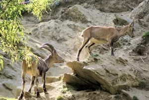 Stambecchi in habitat naturale Due stambecchi su un pendio roccioso, immersi nella natura alpina