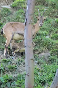 Capra di montagna e cucciolo Capra di montagna con un piccolo che si nutre in un ambiente verde