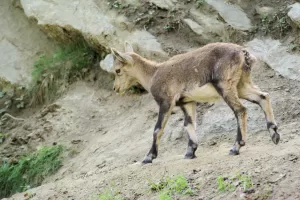 Giovane Stambecco in Montagna Giovane stambecco che cammina su un terreno roccioso in montagna