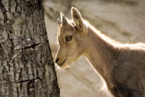 Capra giovane accanto a un albero, mostrando il suo profilo e il pelo morbido