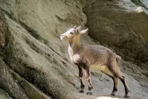 Capretto in un ambiente naturale Capretto che esplora un ambiente roccioso con vegetazione circostante