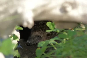 Riccio che si ripara tra le foglie e un tronco in un ambiente naturale