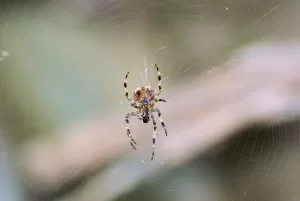 Ragno che si trova al centro di una ragnatela intricata in un ambiente naturale