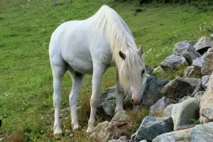 Cavallo bianco che esplora un'area rocciosa in un paesaggio verde