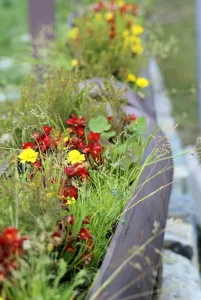 Fiori nel giardino Aiuole colorate con fiori rossi e gialli in un giardino