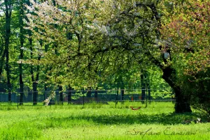 Primavera in un prato Albero fiorito in un prato verde, circondato da alberi nel pieno della primavera