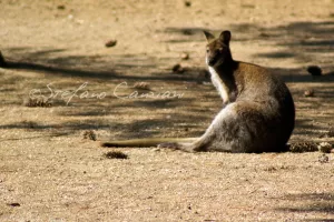 Canguro in un habitat naturale Canguro australiano seduto su un terreno sabbioso con ombre intorno