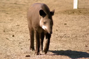 Un tapiro che cammina su un terreno sabbioso in un ambiente naturale