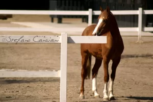 Cavallo marrone con mani bianche in un maneggio con recinzione bianca