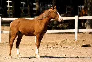 Cavallo sauro con balzane bianche Cavallo di razza marrone in un maneggio con recinzione bianca