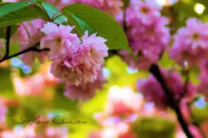 Fioritura di ciliegi Rami di ciliegio in fiore con petali rosa e sfondo verde sfocato