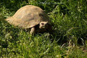 Tartaruga terrestre in movimento Tartaruga terrestre che si muove tra l'erba verde in un ambiente naturale