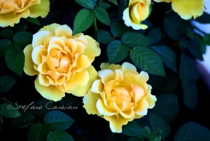 Rose gialle nel giardino Rose gialle in fiore su un cespuglio verde nel giardino