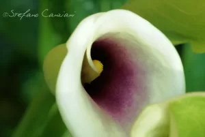 Fiore di calla in primo piano Dettaglio di un fiore di calla con petali bianchi e interno viola
