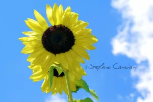Girasole sotto il cielo Girasole in fiore sotto un cielo blu con nuvole bianche