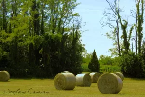 Rotoballe di fieno in un campo Rotoballe di fieno contro un bosco verde in una giornata di sole