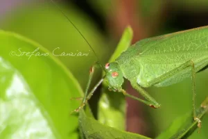 Cavalletta Verde in Primo Piano Cavalletta verde su foglia, macro fotografia di insetto con dettagli ravvicinati