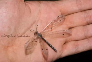 Insetto con ali trasparenti appoggiato su una mano umana