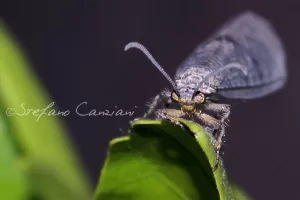 Incredibile macro di un insetto Insetto in macrofotografia con dettagli evidenti delle ali e degli occhi
