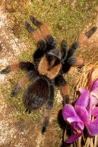 Tarantola su tronco con orchidee Una tarantola nera con zampe marroni su un tronco verde, circondata da orchidee viola