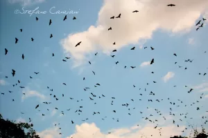 Stormo di pipistrelli neri in volo contro un cielo blu con nuvole bianche