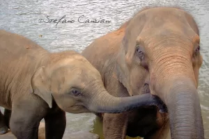 Due elefanti che si avvicinano a un bacino d'acqua in un ambiente naturale