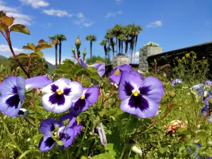 Giardino fiorito con palme Fiori di viole in un giardino con palme sullo sfondo in una giornata soleggiata