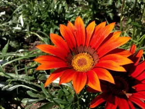 Fiore arancione vivace Fiore arancione brillante con petali appuntiti e centro giallo, immerso in un giardino verde