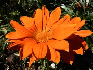 Fiore Arancione Fiore arancione brillante con petali grandi e foglie verdi sullo sfondo naturale