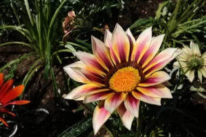 Fiore di Gazania Fiore di gazania con petali giallo, rosa e viola, piantato in un giardino luminoso
