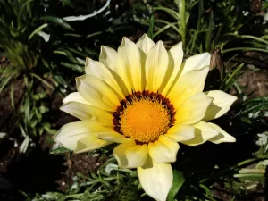 Gazania Gialla in Fiore Fiore giallo di Gazania con petali chiari e centro arancione su sfondo verde
