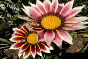 Fiori di gazania Fiori di gazania colorati con petali rosa e gialli in un giardino