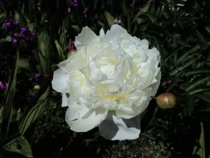 Peonia Bianca Fiore bianco di peonia in un giardino con sfondo vegetale e fiori colorati