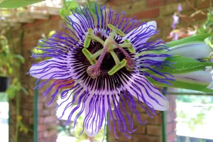 Fiore di Passiflora Fiore di passiflora con petali viola e dettagli verdi, simbolo di bellezza naturale