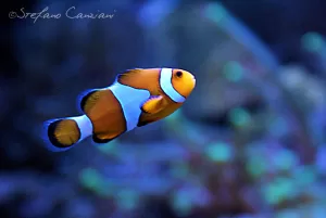 Pesce Pagliaccio in Acquario Pesce pagliaccio colorato nuota in un acquario con sfondo blu e vegetazione marina